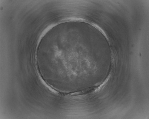 X0000072961381200608181420