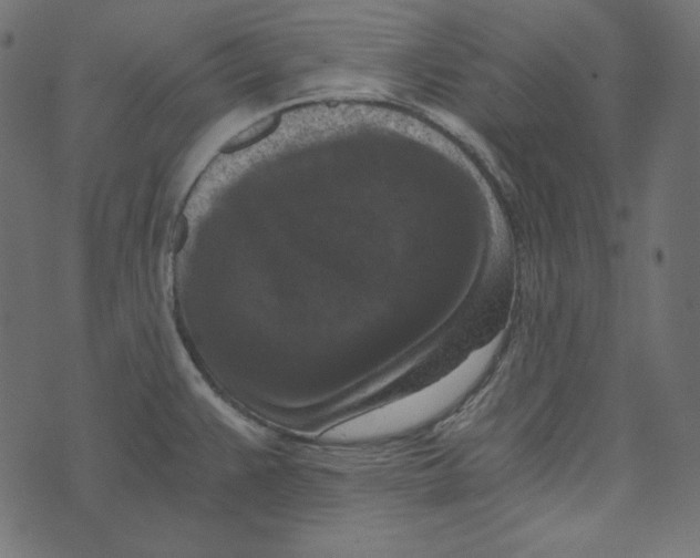 X0000072961383200608181420