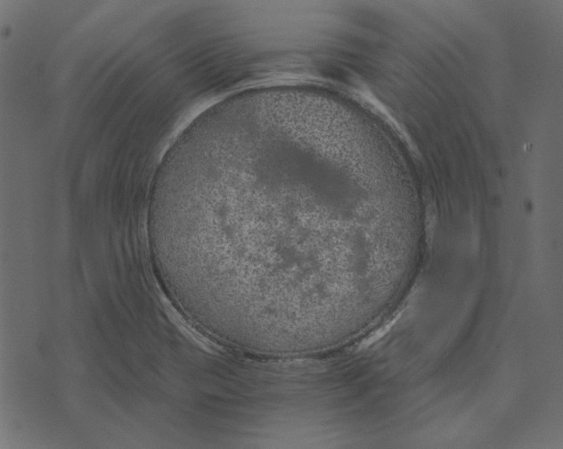 X0000072961417200608181420