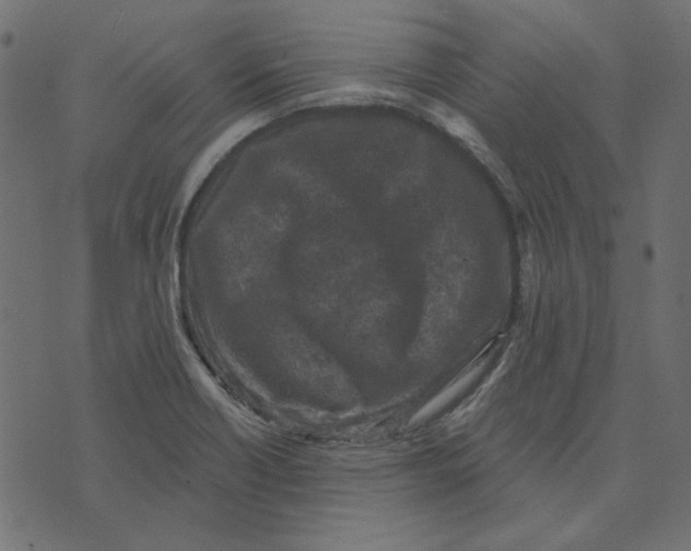 X0000072961418200608181420