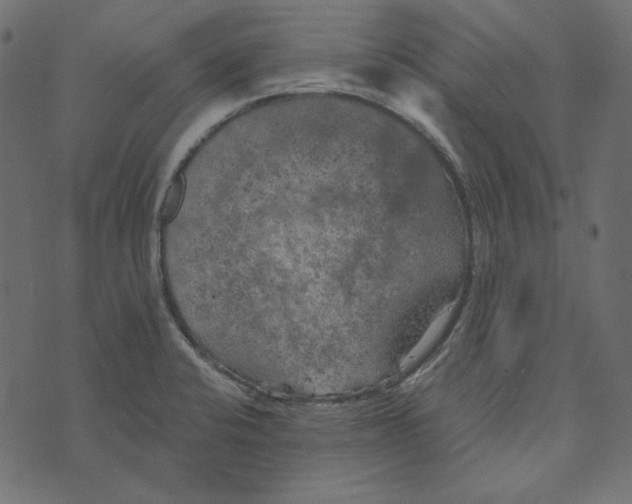 X0000072961424200608181420