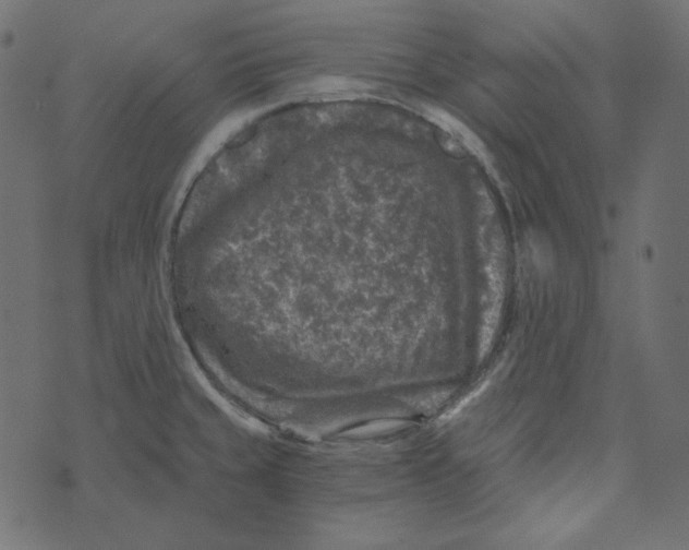 X0000072961429200608181420