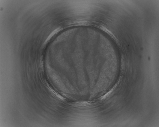 X0000072961450200608181419