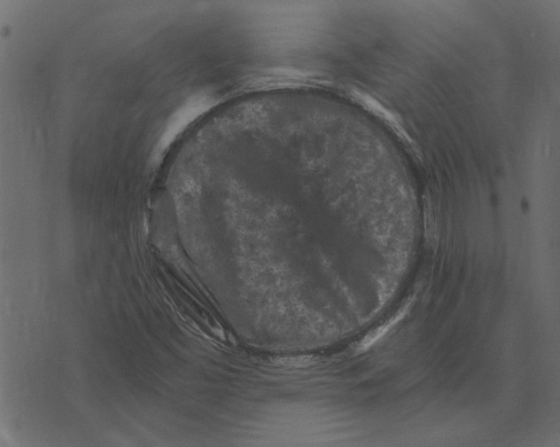 X0000072961453200608181419