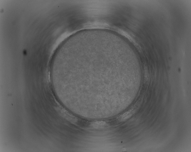 X0000072961462200608181419