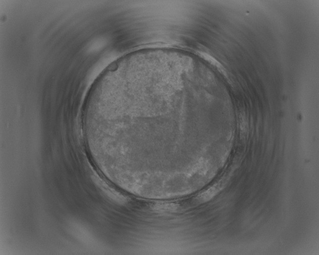 X0000072961466200608181419