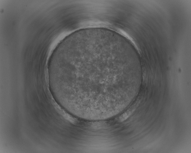 X0000072961472200608181419