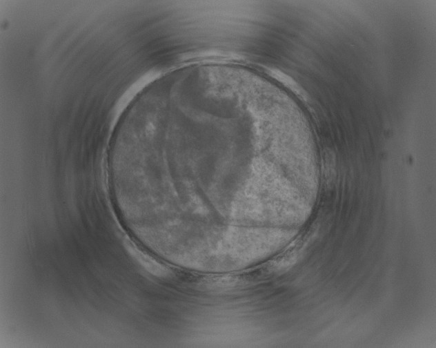 X0000072961474200608181419