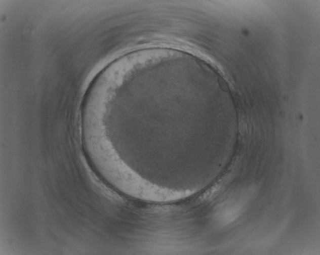 X0000072961522200608181418