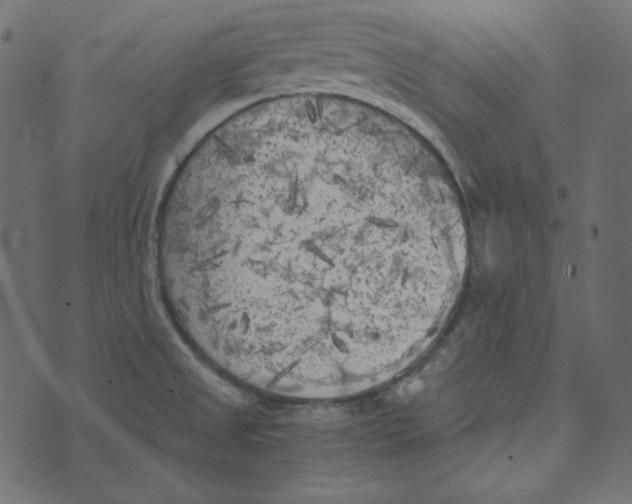 X0000072961525200608181418