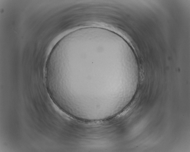 X0000072961535200608181419