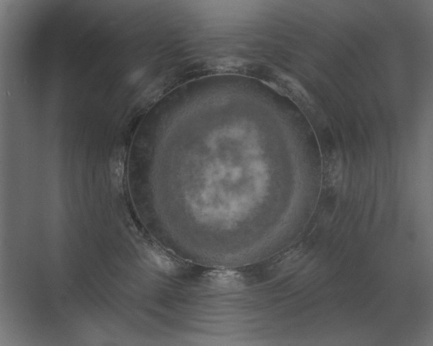 X0000072970427200607211228