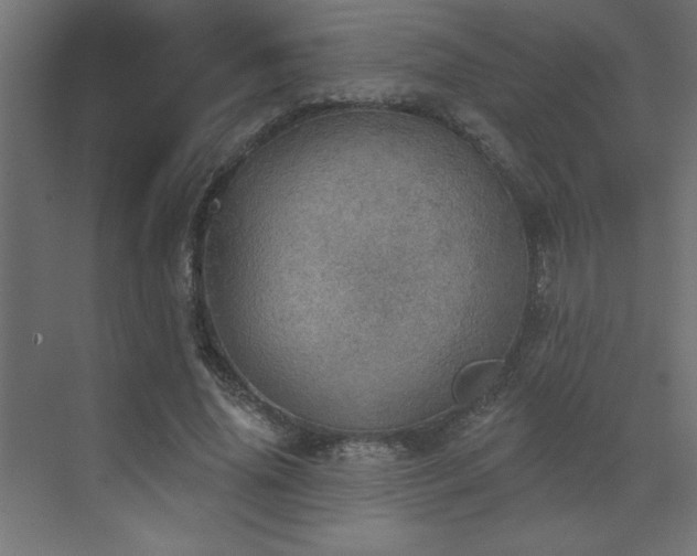 X0000072970636200607211224