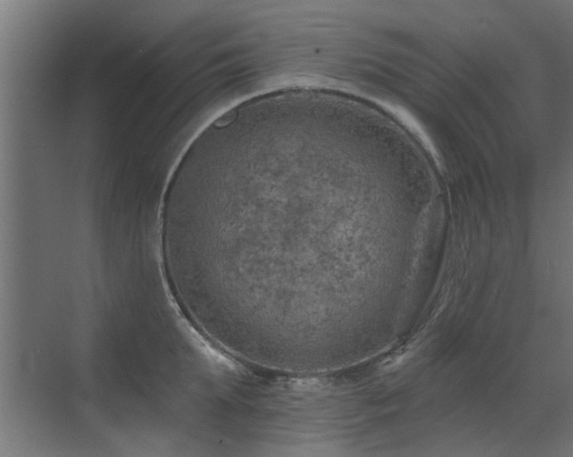 X0000072970903200607211220