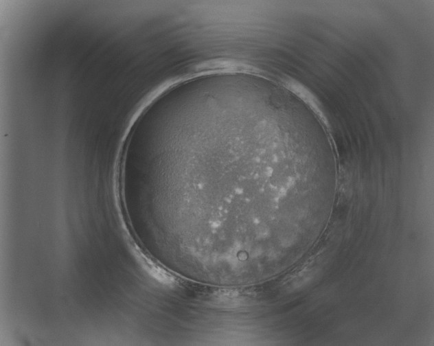 X0000072971098200607211217