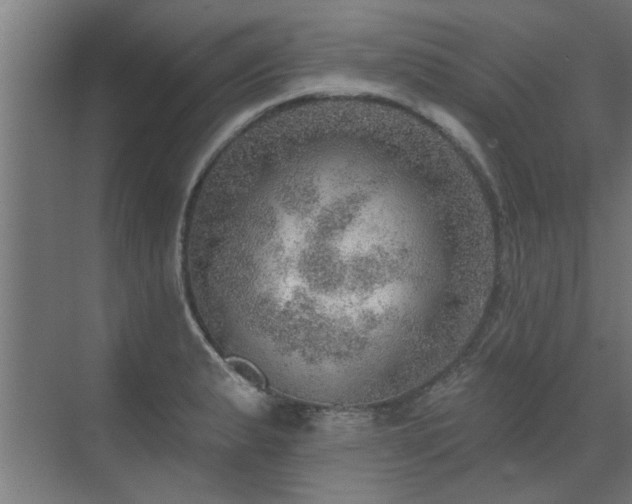 X0000072971183200607211215