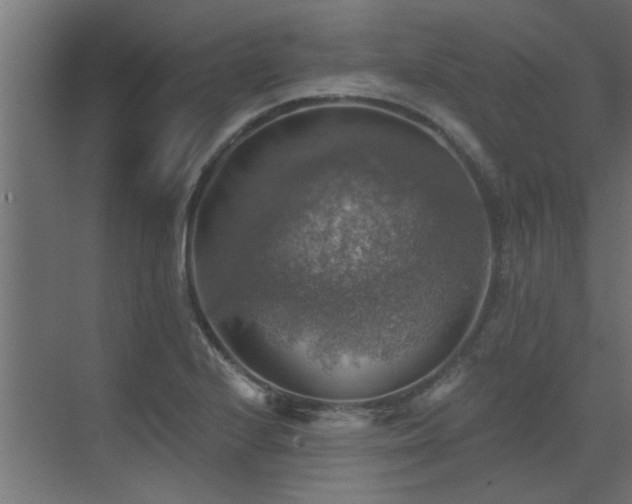 X0000072971224200607211215