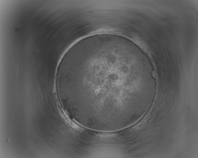 X0000072971296200607211213