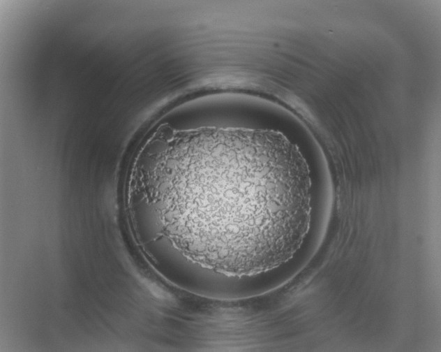 X0000072970438200607282326