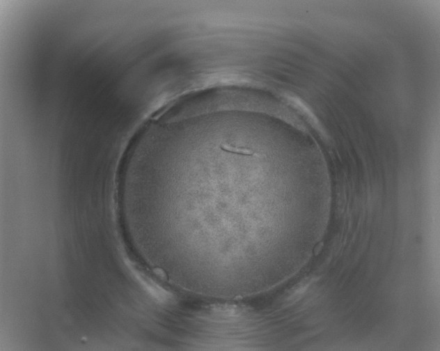 X0000072970439200607282326