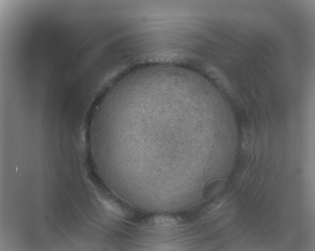 X0000072970636200607282323