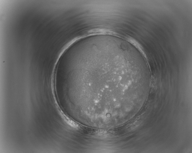 X0000072971098200607282315