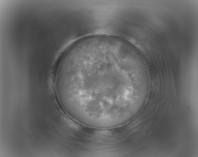 X0000072971454200607282309