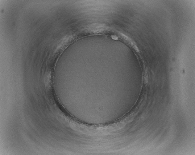 X0000072970018200608041229