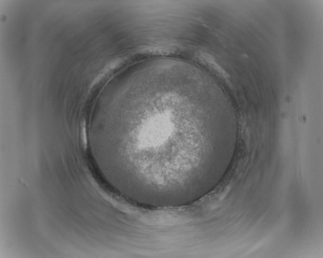 X0000072970020200608041229