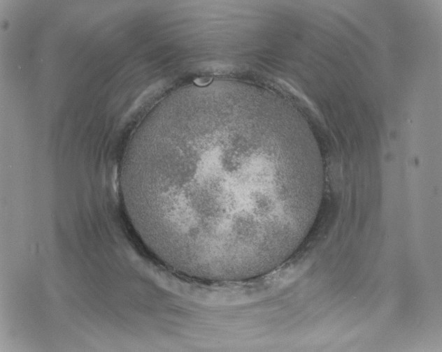 X0000072970024200608041229