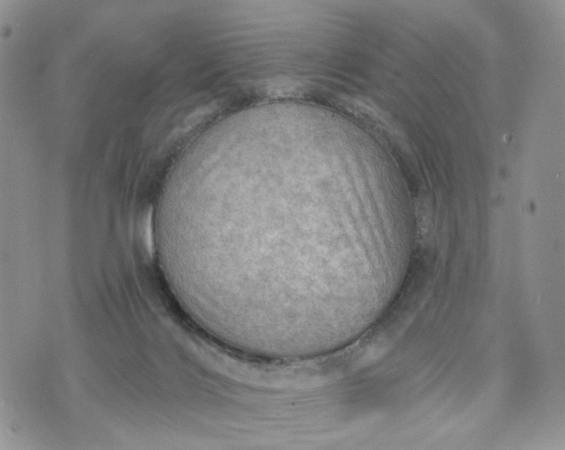 X0000072970028200608041229