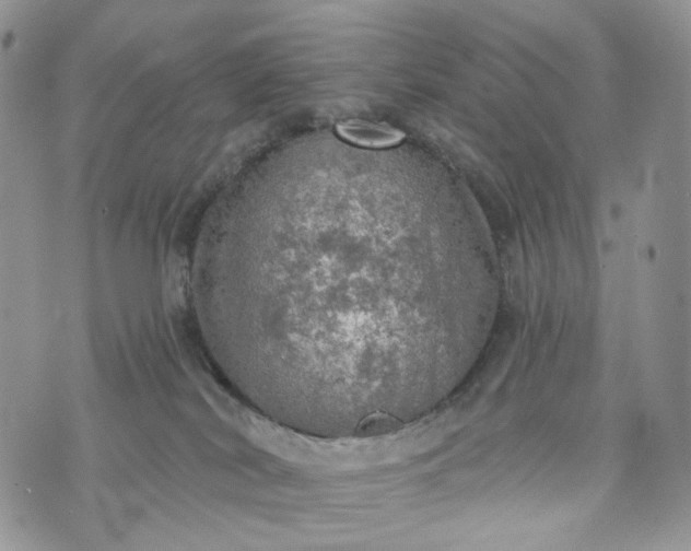 X0000072970038200608041229