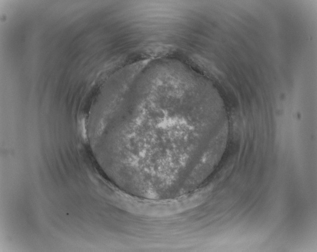 X0000072970042200608041229