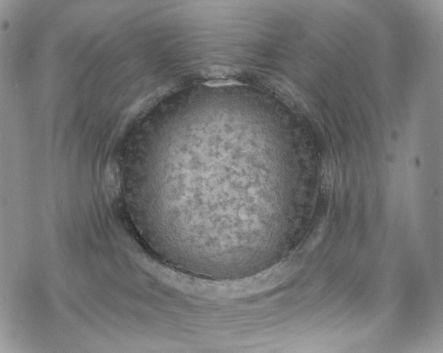 X0000072970043200608041229