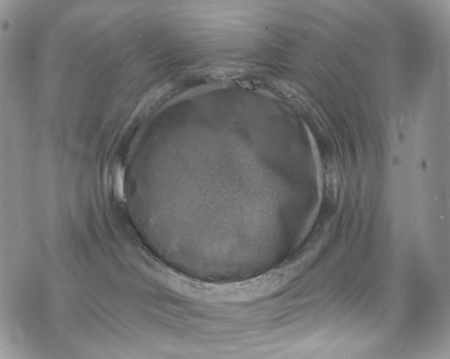 X0000072970046200608041229