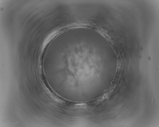 X0000072970053200608041228