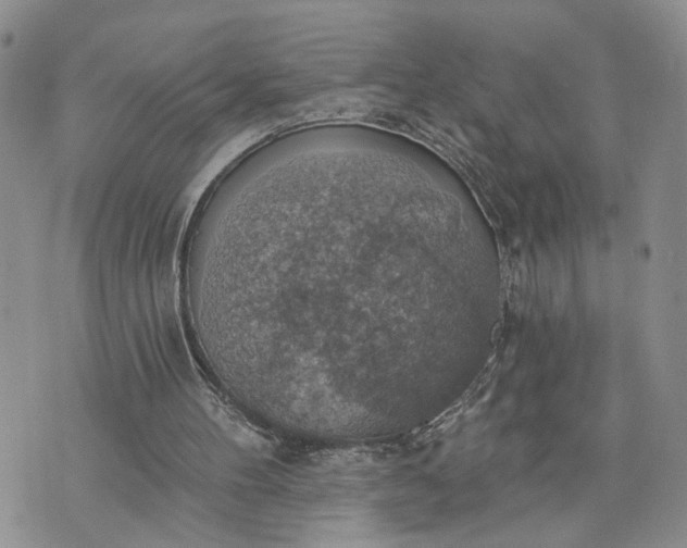 X0000072970100200608041228