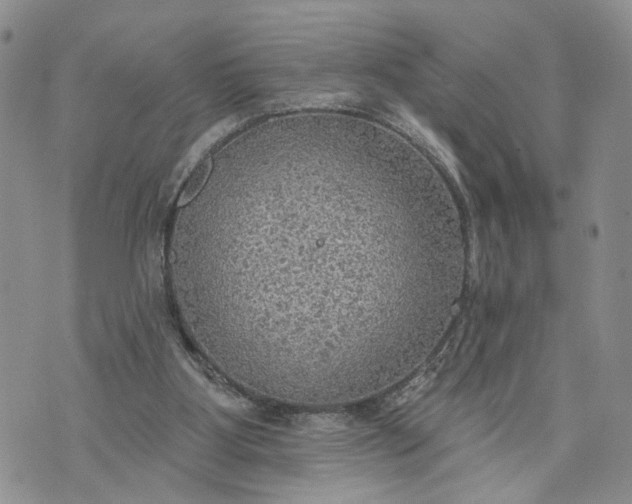 X0000072970107200608041228