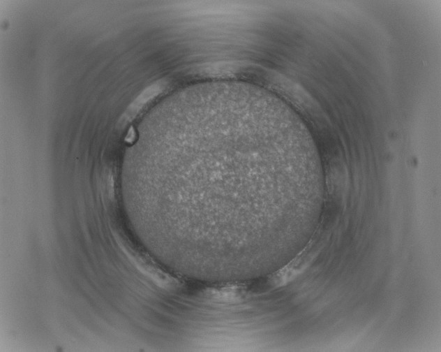 X0000072970120200608041228