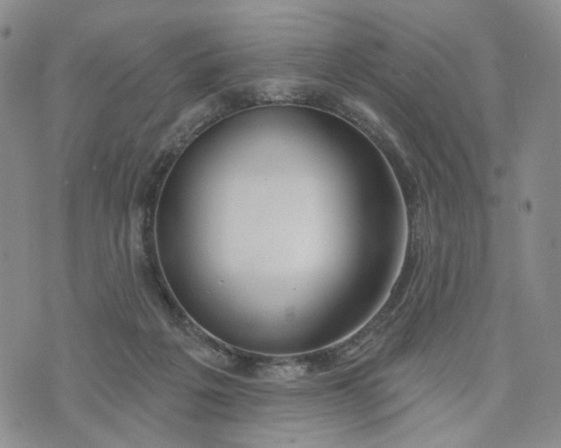 X0000072970217200608041226