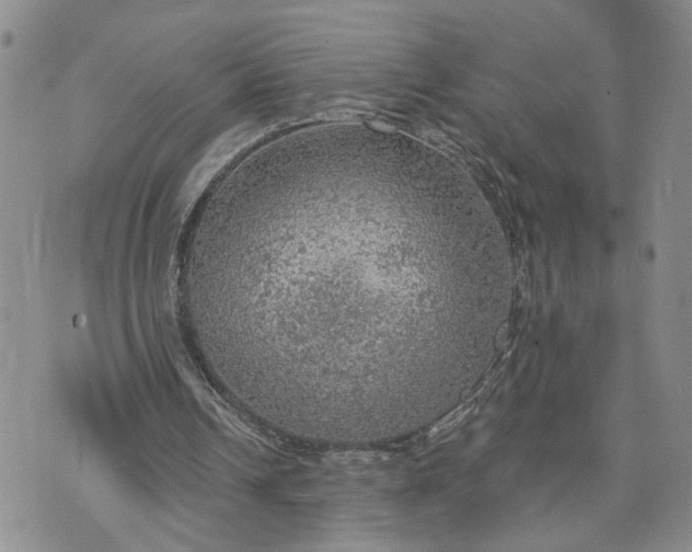 X0000072970242200608041225