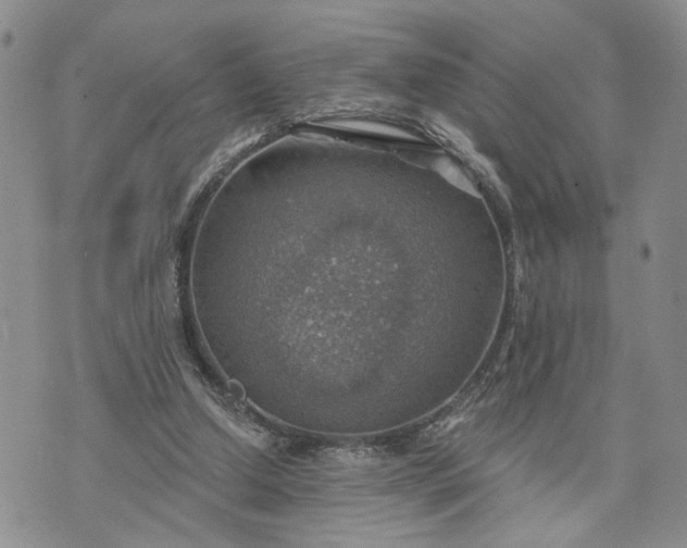 X0000072970250200608041225