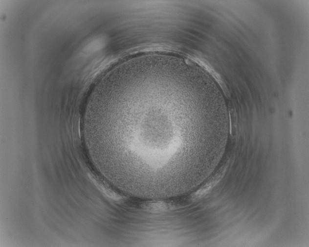 X0000072970253200608041225