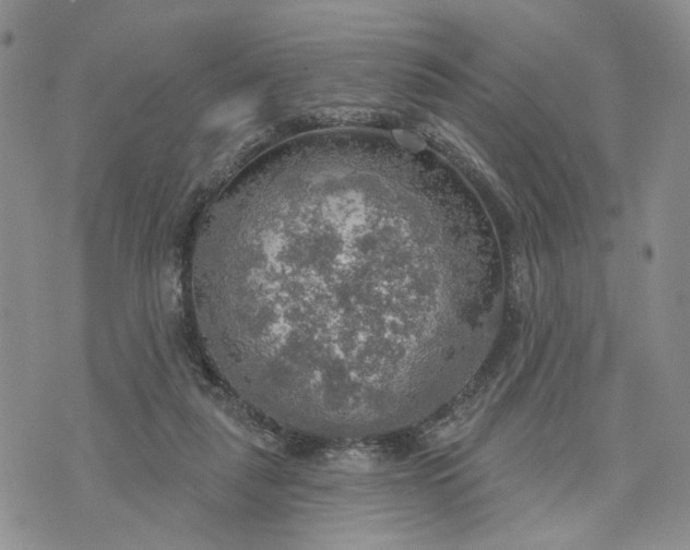 X0000072970259200608041225