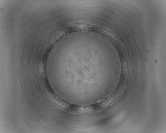 X0000072970270200608041225