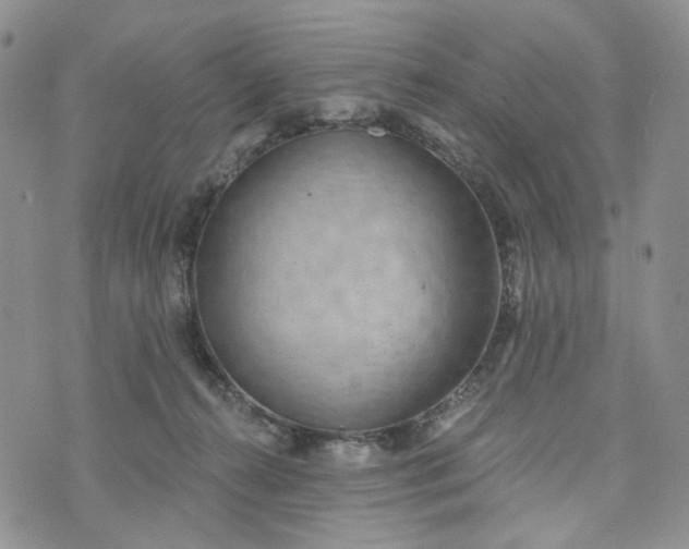 X0000072970272200608041225