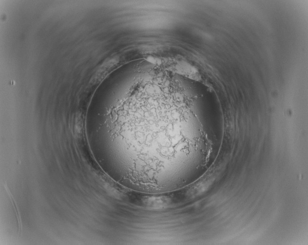 X0000072970277200608041225