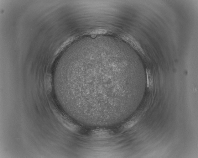 X0000072970300200608041225