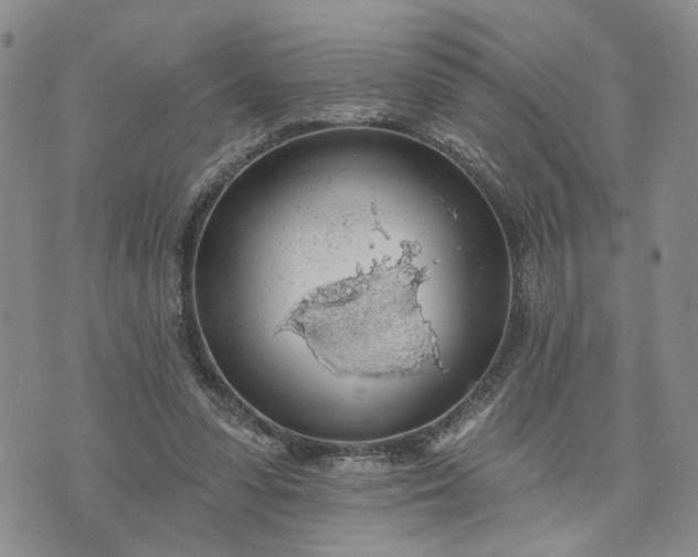 X0000072970303200608041225