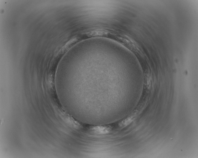 X0000072970326200608041224